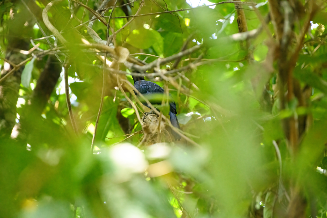 Glossy-mantled manucode, Waigeo Selatan, Indonesia Terrible shot, but including it in the set because this is a bird-of-paradise.<br />
<section class="video"><iframe width="448" height="282" src="https://www.youtube-nocookie.com/embed/G2c2vnuJoMI?hd=1&autoplay=0&rel=0" frameborder="0" allowfullscreen></iframe></section> Australia (continent),Geotagged,Glossy-mantled manucode,Indonesia,Manucodia ater,New Guinea,Papua,Papua 2023,Raja Ampat,Spring,Waigeo,West Papua,Western New Guinea