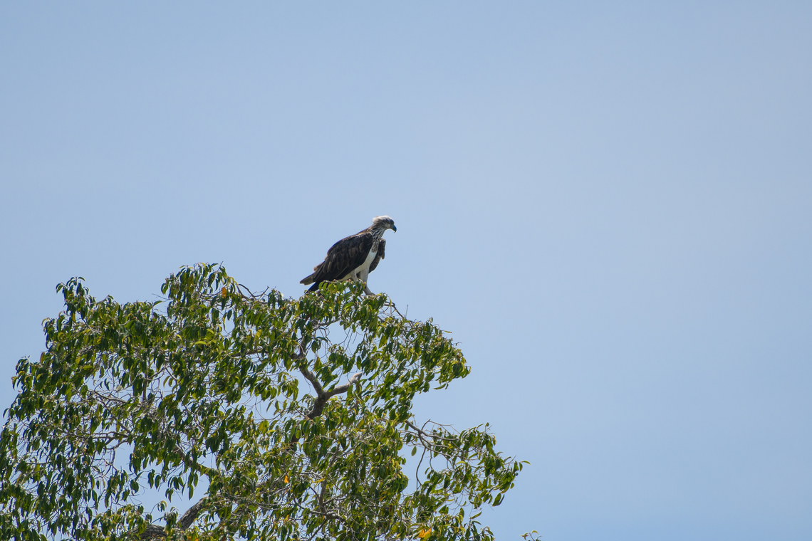 Pandion haliaetus, Waigeo Selatan, Indonesia Scouting the beach for easy prey during the low tide. Australia (continent),Geotagged,Indonesia,New Guinea,Osprey,Pandion haliaetus,Papua,Papua 2023,Raja Ampat,Spring,Waigeo,West Papua,Western New Guinea