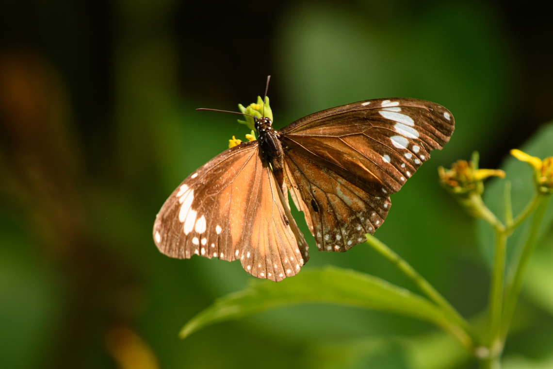 Swamp Tiger Butterfly, Waigeo Selatan, Indonesia  Australia (continent),Danaus affinis,Geotagged,Indonesia,New Guinea,Papua,Papua 2023,Raja Ampat,Spring,Swamp Tiger Butterfly,Waigeo,West Papua,Western New Guinea