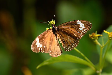 Swamp Tiger Butterfly, Waigeo Selatan, Indonesia  Australia (continent),Danaus affinis,Geotagged,Indonesia,New Guinea,Papua,Papua 2023,Raja Ampat,Spring,Swamp Tiger Butterfly,Waigeo,West Papua,Western New Guinea