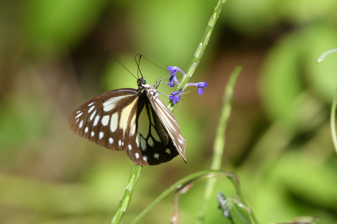 Papuan Wanderer, Waigeo Selatan, Indonesia  Australia (continent),Geotagged,Indonesia,New Guinea,Papua,Papua 2023,Papuan Wanderer,Pareronia jobaea,Raja Ampat,Spring,Waigeo,West Papua,Western New Guinea