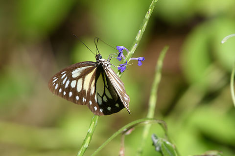 Papuan Wanderer, Waigeo Selatan, Indonesia  Australia (continent),Geotagged,Indonesia,New Guinea,Papua,Papua 2023,Papuan Wanderer,Pareronia jobaea,Raja Ampat,Spring,Waigeo,West Papua,Western New Guinea