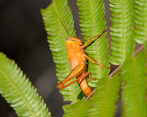 Valanga sp., Waigeo Selatan, Indonesia  Australia (continent),Geotagged,Indonesia,New Guinea,Papua,Papua 2023,Raja Ampat,Spring,Waigeo,West Papua,Western New Guinea