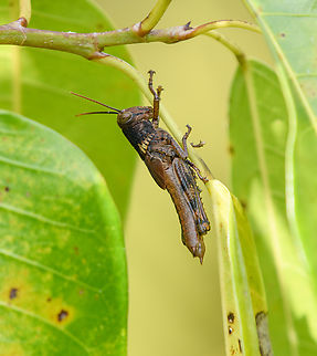 Dark grasshopper, Waigeo Selatan, Indonesia  Australia (continent),Geotagged,Indonesia,New Guinea,Papua,Papua 2023,Raja Ampat,Spring,Waigeo,West Papua,Western New Guinea