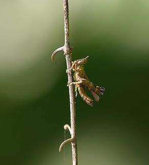 Uvarovia, Waigeo Selatan, Indonesia  Australia (continent),Geotagged,Indonesia,New Guinea,Papua,Papua 2023,Raja Ampat,Spring,Waigeo,West Papua,Western New Guinea