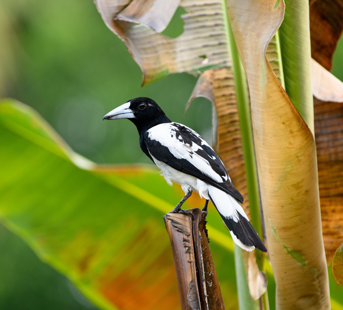 Hooded Butcherbird - closeup, Waigeo Selatan, Indonesia <figure class="photo"><a href="https://www.jungledragon.com/image/161386/hooded_butcherbird_waigeo_selatan_indonesia.html" title="Hooded Butcherbird, Waigeo Selatan, Indonesia"><img src="https://s3.amazonaws.com/media.jungledragon.com/images/2/161386_thumb.jpg?AWSAccessKeyId=05GMT0V3GWVNE7GGM1R2&Expires=1767225610&Signature=z6FUipZ%2FFTz59ic9iECwQFyjvT8%3D" width="200" height="186" alt="Hooded Butcherbird, Waigeo Selatan, Indonesia https://www.jungledragon.com/image/161385/hooded_butcherbird_-_closeup_waigeo_selatan_indonesia.html Australia (continent),Cracticus cassicus,Geotagged,Hooded butcherbird,Indonesia,New Guinea,Papua,Papua 2023,Raja Ampat,Spring,Waigeo,West Papua,Western New Guinea" /></a></figure> Australia (continent),Cracticus cassicus,Geotagged,Hooded Butcherbird,Indonesia,New Guinea,Papua,Papua 2023,Raja Ampat,Spring,Waigeo,West Papua,Western New Guinea