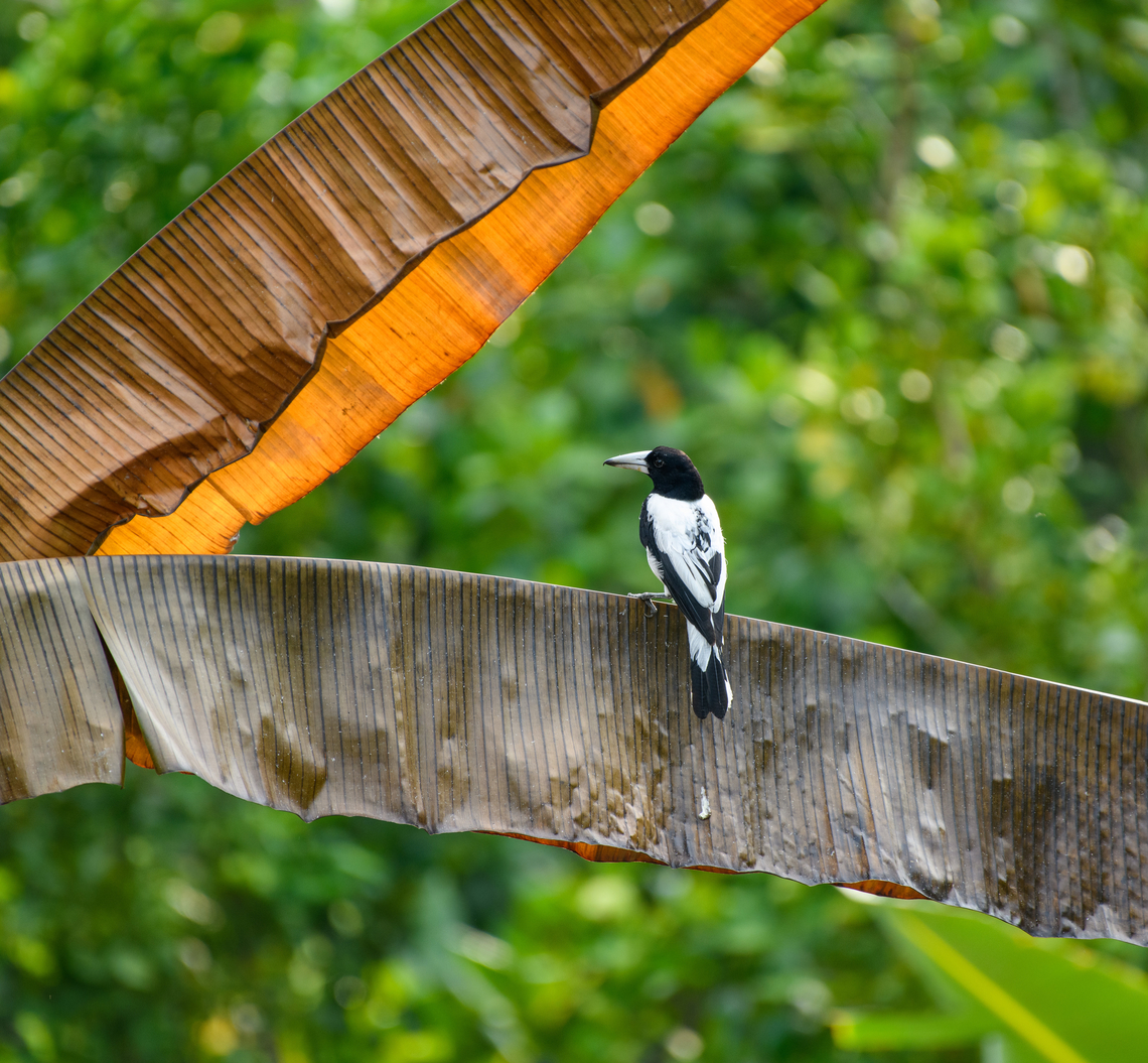 Hooded Butcherbird, Waigeo Selatan, Indonesia <figure class="photo"><a href="https://www.jungledragon.com/image/161385/hooded_butcherbird_-_closeup_waigeo_selatan_indonesia.html" title="Hooded Butcherbird - closeup, Waigeo Selatan, Indonesia"><img src="https://s3.amazonaws.com/media.jungledragon.com/images/2/161385_thumb.jpg?AWSAccessKeyId=05GMT0V3GWVNE7GGM1R2&Expires=1767225610&Signature=r9l%2F10is5XnnDne7NI5KruTWRxk%3D" width="200" height="182" alt="Hooded Butcherbird - closeup, Waigeo Selatan, Indonesia https://www.jungledragon.com/image/161386/hooded_butcherbird_waigeo_selatan_indonesia.html Australia (continent),Cracticus cassicus,Geotagged,Hooded Butcherbird,Indonesia,New Guinea,Papua,Papua 2023,Raja Ampat,Spring,Waigeo,West Papua,Western New Guinea" /></a></figure> Australia (continent),Cracticus cassicus,Geotagged,Hooded butcherbird,Indonesia,New Guinea,Papua,Papua 2023,Raja Ampat,Spring,Waigeo,West Papua,Western New Guinea
