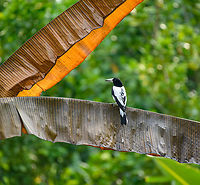 Hooded Butcherbird, Waigeo Selatan, Indonesia https://www.jungledragon.com/image/161385/hooded_butcherbird_-_closeup_waigeo_selatan_indonesia.html Australia (continent),Cracticus cassicus,Geotagged,Hooded butcherbird,Indonesia,New Guinea,Papua,Papua 2023,Raja Ampat,Spring,Waigeo,West Papua,Western New Guinea