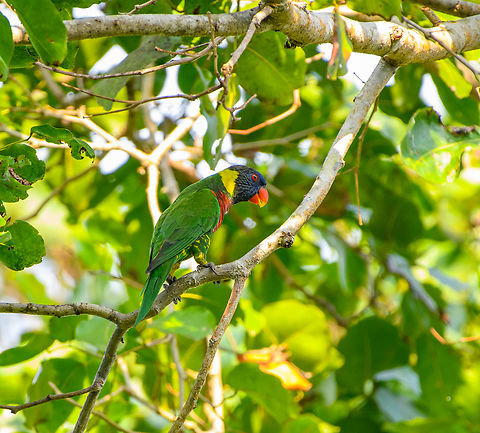 Coconut Lorikeet, Waigeo Selatan, Indonesia  Australia (continent),Coconut Lorikeet,Geotagged,Indonesia,New Guinea,Papua,Papua 2023,Raja Ampat,Spring,Trichoglossus haematodus,Waigeo,West Papua,Western New Guinea