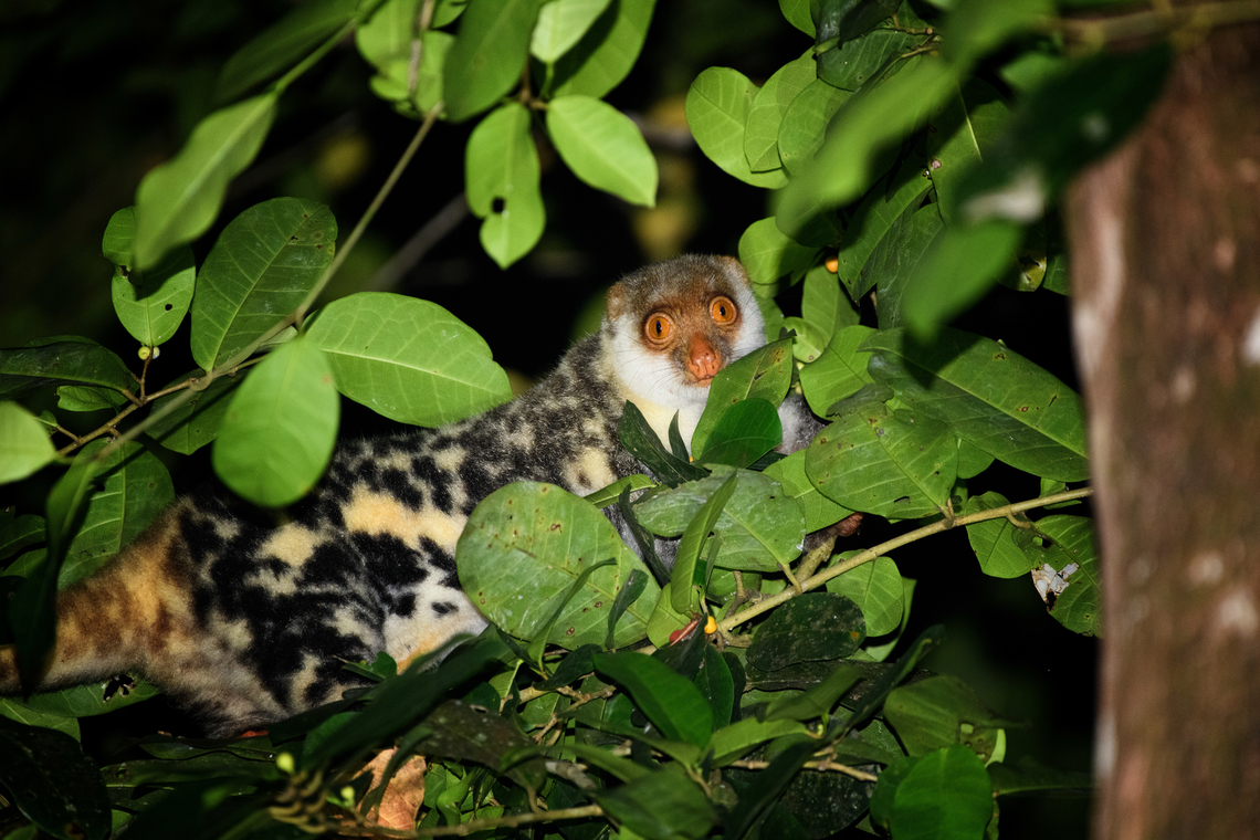 Waigeou cuscus, Waigeo Selatan, Indonesia The 2nd species of cuscus on the island, this one being endemic. The other one:<br />
<figure class="photo"><a href="https://www.jungledragon.com/image/160958/northern_common_cuscus_waigeo_selatan_indonesia.html" title="Northern Common Cuscus, Waigeo Selatan, Indonesia"><img src="https://s3.amazonaws.com/media.jungledragon.com/images/2/160958_thumb.jpg?AWSAccessKeyId=05GMT0V3GWVNE7GGM1R2&Expires=1770854410&Signature=cKdJnTjVqARVQ3lzBrvzaM0Ja8o%3D" width="200" height="134" alt="Northern Common Cuscus, Waigeo Selatan, Indonesia One of two species of Cuscus on the island. Staff alerted us to this spotting. Australia (continent),Geotagged,Indonesia,New Guinea,Northern common cuscus,Papua,Papua 2023,Phalanger orientalis,Raja Ampat,Spring,Waigeo,West Papua,Western New Guinea" /></a></figure> Australia (continent),Geotagged,Indonesia,New Guinea,Papua,Papua 2023,Raja Ampat,Spilocuscus papuensis,Spring,Waigeo,Waigeou cuscus,West Papua,Western New Guinea