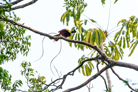 Red bird-of-paradise, Waigeo Selatan, Indonesia Endemic to Raja Ampat. With this we completed all 3 species of bird-of-paradise on the island. It's also the last bird-of-paradise seen during our trip, bringing the total count to 11.
https://www.jungledragon.com/image/161539/red_bird-of-paradise_-_perched_waigeo_selatan_indonesia.html
https://www.jungledragon.com/image/161538/red_bird-of-paradise_-_side_view_waigeo_selatan_indonesia.html
https://www.jungledragon.com/image/161537/red_bird-of-paradise_waigeo_selatan_indonesia.html
https://www.jungledragon.com/image/161540/red_bird-of-paradise_-_lookout_waigeo_selatan_indonesia.html
https://www.youtube.com/watch?v=y2dOafviSRU Australia (continent),Geotagged,Indonesia,New Guinea,Papua,Papua 2023,Paradisaea rubra,Raja Ampat,Red bird-of-paradise,Spring,Waigeo,West Papua,Western New Guinea