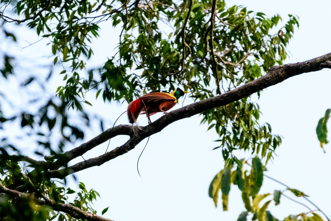 Red bird-of-paradise - side view, Waigeo Selatan, Indonesia Endemic to Raja Ampat. With this we completed all 3 species of bird-of-paradise on the island. It&#039;s also the last bird-of-paradise seen during our trip, bringing the total count to 11.<br />
<figure class="photo"><a href="https://www.jungledragon.com/image/161539/red_bird-of-paradise_-_perched_waigeo_selatan_indonesia.html" title="Red bird-of-paradise - perched, Waigeo Selatan, Indonesia"><img src="https://s3.amazonaws.com/media.jungledragon.com/images/2/161539_thumb.jpg?AWSAccessKeyId=05GMT0V3GWVNE7GGM1R2&Expires=1759968010&Signature=ZvncfOpWH%2BHqkMxDVwLVOlRkBaI%3D" width="200" height="134" alt="Red bird-of-paradise - perched, Waigeo Selatan, Indonesia Endemic to Raja Ampat. With this we completed all 3 species of bird-of-paradise on the island. It&#039;s also the last bird-of-paradise seen during our trip, bringing the total count to 11.<br />
https://www.jungledragon.com/image/161539/red_bird-of-paradise_-_perched_waigeo_selatan_indonesia.html<br />
https://www.jungledragon.com/image/161538/red_bird-of-paradise_-_side_view_waigeo_selatan_indonesia.html<br />
https://www.jungledragon.com/image/161537/red_bird-of-paradise_waigeo_selatan_indonesia.html<br />
https://www.jungledragon.com/image/161540/red_bird-of-paradise_-_lookout_waigeo_selatan_indonesia.html<br />
https://www.youtube.com/watch?v=y2dOafviSRU Australia (continent),Geotagged,Indonesia,New Guinea,Papua,Papua 2023,Paradisaea rubra,Raja Ampat,Red bird-of-paradise,Spring,Waigeo,West Papua,Western New Guinea" /></a></figure><br />
<figure class="photo"><a href="https://www.jungledragon.com/image/161538/red_bird-of-paradise_-_side_view_waigeo_selatan_indonesia.html" title="Red bird-of-paradise - side view, Waigeo Selatan, Indonesia"><img src="https://s3.amazonaws.com/media.jungledragon.com/images/2/161538_thumb.jpg?AWSAccessKeyId=05GMT0V3GWVNE7GGM1R2&Expires=1759968010&Signature=Oo%2FRS1BwLGTC6cF0ZhCmHMBv%2Fvw%3D" width="200" height="134" alt="Red bird-of-paradise - side view, Waigeo Selatan, Indonesia Endemic to Raja Ampat. With this we completed all 3 species of bird-of-paradise on the island. It&#039;s also the last bird-of-paradise seen during our trip, bringing the total count to 11.<br />
https://www.jungledragon.com/image/161539/red_bird-of-paradise_-_perched_waigeo_selatan_indonesia.html<br />
https://www.jungledragon.com/image/161538/red_bird-of-paradise_-_side_view_waigeo_selatan_indonesia.html<br />
https://www.jungledragon.com/image/161537/red_bird-of-paradise_waigeo_selatan_indonesia.html<br />
https://www.jungledragon.com/image/161540/red_bird-of-paradise_-_lookout_waigeo_selatan_indonesia.html<br />
https://www.youtube.com/watch?v=y2dOafviSRU Australia (continent),Geotagged,Indonesia,New Guinea,Papua,Papua 2023,Paradisaea rubra,Raja Ampat,Red bird-of-paradise,Spring,Waigeo,West Papua,Western New Guinea" /></a></figure><br />
<figure class="photo"><a href="https://www.jungledragon.com/image/161537/red_bird-of-paradise_waigeo_selatan_indonesia.html" title="Red bird-of-paradise, Waigeo Selatan, Indonesia"><img src="https://s3.amazonaws.com/media.jungledragon.com/images/2/161537_thumb.jpg?AWSAccessKeyId=05GMT0V3GWVNE7GGM1R2&Expires=1759968010&Signature=OKl12JOoJraTIz%2FZEUQq3KImVd0%3D" width="200" height="134" alt="Red bird-of-paradise, Waigeo Selatan, Indonesia Endemic to Raja Ampat. With this we completed all 3 species of bird-of-paradise on the island. It&#039;s also the last bird-of-paradise seen during our trip, bringing the total count to 11.<br />
https://www.jungledragon.com/image/161539/red_bird-of-paradise_-_perched_waigeo_selatan_indonesia.html<br />
https://www.jungledragon.com/image/161538/red_bird-of-paradise_-_side_view_waigeo_selatan_indonesia.html<br />
https://www.jungledragon.com/image/161537/red_bird-of-paradise_waigeo_selatan_indonesia.html<br />
https://www.jungledragon.com/image/161540/red_bird-of-paradise_-_lookout_waigeo_selatan_indonesia.html<br />
https://www.youtube.com/watch?v=y2dOafviSRU Australia (continent),Geotagged,Indonesia,New Guinea,Papua,Papua 2023,Paradisaea rubra,Raja Ampat,Red bird-of-paradise,Spring,Waigeo,West Papua,Western New Guinea" /></a></figure><br />
<figure class="photo"><a href="https://www.jungledragon.com/image/161540/red_bird-of-paradise_-_lookout_waigeo_selatan_indonesia.html" title="Red bird-of-paradise - lookout, Waigeo Selatan, Indonesia"><img src="https://s3.amazonaws.com/media.jungledragon.com/images/2/161540_thumb.jpg?AWSAccessKeyId=05GMT0V3GWVNE7GGM1R2&Expires=1759968010&Signature=R%2B0a%2BWlvGxMf%2FvEACxNhZAbP0NI%3D" width="148" height="152" alt="Red bird-of-paradise - lookout, Waigeo Selatan, Indonesia Endemic to Raja Ampat. With this we completed all 3 species of bird-of-paradise on the island. It&#039;s also the last bird-of-paradise seen during our trip, bringing the total count to 11.<br />
https://www.jungledragon.com/image/161539/red_bird-of-paradise_-_perched_waigeo_selatan_indonesia.html<br />
https://www.jungledragon.com/image/161538/red_bird-of-paradise_-_side_view_waigeo_selatan_indonesia.html<br />
https://www.jungledragon.com/image/161537/red_bird-of-paradise_waigeo_selatan_indonesia.html<br />
https://www.jungledragon.com/image/161540/red_bird-of-paradise_-_lookout_waigeo_selatan_indonesia.html<br />
https://www.youtube.com/watch?v=y2dOafviSRU Australia (continent),Geotagged,Indonesia,New Guinea,Papua,Papua 2023,Paradisaea rubra,Raja Ampat,Red bird-of-paradise,Spring,Waigeo,West Papua,Western New Guinea" /></a></figure><br />
<section class="video"><iframe width="448" height="282" src="https://www.youtube-nocookie.com/embed/y2dOafviSRU?hd=1&autoplay=0&rel=0" frameborder="0" allowfullscreen></iframe></section> Australia (continent),Geotagged,Indonesia,New Guinea,Papua,Papua 2023,Paradisaea rubra,Raja Ampat,Red bird-of-paradise,Spring,Waigeo,West Papua,Western New Guinea