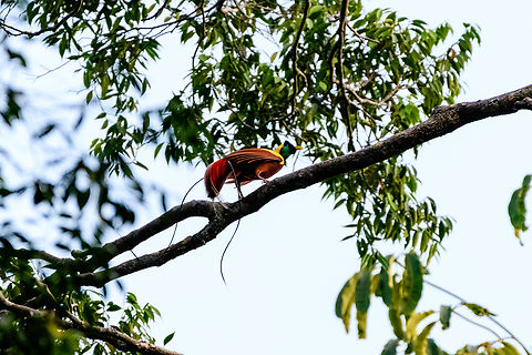 Red bird-of-paradise - side view, Waigeo Selatan, Indonesia Endemic to Raja Ampat. With this we completed all 3 species of bird-of-paradise on the island. It's also the last bird-of-paradise seen during our trip, bringing the total count to 11.
https://www.jungledragon.com/image/161539/red_bird-of-paradise_-_perched_waigeo_selatan_indonesia.html
https://www.jungledragon.com/image/161538/red_bird-of-paradise_-_side_view_waigeo_selatan_indonesia.html
https://www.jungledragon.com/image/161537/red_bird-of-paradise_waigeo_selatan_indonesia.html
https://www.jungledragon.com/image/161540/red_bird-of-paradise_-_lookout_waigeo_selatan_indonesia.html
https://www.youtube.com/watch?v=y2dOafviSRU Australia (continent),Geotagged,Indonesia,New Guinea,Papua,Papua 2023,Paradisaea rubra,Raja Ampat,Red bird-of-paradise,Spring,Waigeo,West Papua,Western New Guinea