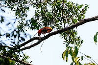 Red bird-of-paradise - side view, Waigeo Selatan, Indonesia Endemic to Raja Ampat. With this we completed all 3 species of bird-of-paradise on the island. It's also the last bird-of-paradise seen during our trip, bringing the total count to 11.<br />
https://www.jungledragon.com/image/161539/red_bird-of-paradise_-_perched_waigeo_selatan_indonesia.html<br />
https://www.jungledragon.com/image/161538/red_bird-of-paradise_-_side_view_waigeo_selatan_indonesia.html<br />
https://www.jungledragon.com/image/161537/red_bird-of-paradise_waigeo_selatan_indonesia.html<br />
https://www.jungledragon.com/image/161540/red_bird-of-paradise_-_lookout_waigeo_selatan_indonesia.html<br />
https://www.youtube.com/watch?v=y2dOafviSRU Australia (continent),Geotagged,Indonesia,New Guinea,Papua,Papua 2023,Paradisaea rubra,Raja Ampat,Red bird-of-paradise,Spring,Waigeo,West Papua,Western New Guinea
