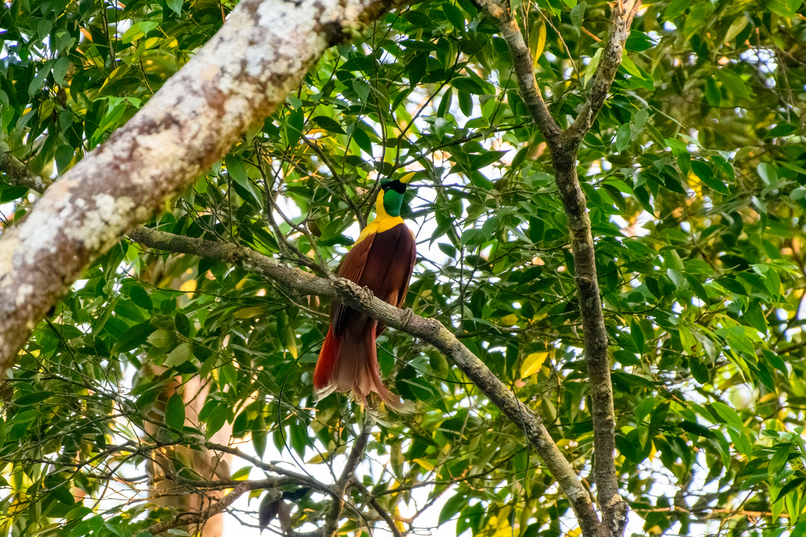 Red bird-of-paradise - perched, Waigeo Selatan, Indonesia Endemic to Raja Ampat. With this we completed all 3 species of bird-of-paradise on the island. It&#039;s also the last bird-of-paradise seen during our trip, bringing the total count to 11.<br />
<figure class="photo"><a href="https://www.jungledragon.com/image/161539/red_bird-of-paradise_-_perched_waigeo_selatan_indonesia.html" title="Red bird-of-paradise - perched, Waigeo Selatan, Indonesia"><img src="https://s3.amazonaws.com/media.jungledragon.com/images/2/161539_thumb.jpg?AWSAccessKeyId=05GMT0V3GWVNE7GGM1R2&Expires=1763596810&Signature=6rVLi6hdBni4GQ4veLW%2BAxi%2F7T0%3D" width="200" height="134" alt="Red bird-of-paradise - perched, Waigeo Selatan, Indonesia Endemic to Raja Ampat. With this we completed all 3 species of bird-of-paradise on the island. It&#039;s also the last bird-of-paradise seen during our trip, bringing the total count to 11.<br />
https://www.jungledragon.com/image/161539/red_bird-of-paradise_-_perched_waigeo_selatan_indonesia.html<br />
https://www.jungledragon.com/image/161538/red_bird-of-paradise_-_side_view_waigeo_selatan_indonesia.html<br />
https://www.jungledragon.com/image/161537/red_bird-of-paradise_waigeo_selatan_indonesia.html<br />
https://www.jungledragon.com/image/161540/red_bird-of-paradise_-_lookout_waigeo_selatan_indonesia.html<br />
https://www.youtube.com/watch?v=y2dOafviSRU Australia (continent),Geotagged,Indonesia,New Guinea,Papua,Papua 2023,Paradisaea rubra,Raja Ampat,Red bird-of-paradise,Spring,Waigeo,West Papua,Western New Guinea" /></a></figure><br />
<figure class="photo"><a href="https://www.jungledragon.com/image/161538/red_bird-of-paradise_-_side_view_waigeo_selatan_indonesia.html" title="Red bird-of-paradise - side view, Waigeo Selatan, Indonesia"><img src="https://s3.amazonaws.com/media.jungledragon.com/images/2/161538_thumb.jpg?AWSAccessKeyId=05GMT0V3GWVNE7GGM1R2&Expires=1763596810&Signature=78OomxZbS%2BfZM%2Fj7e%2FUylk%2F%2F60M%3D" width="200" height="134" alt="Red bird-of-paradise - side view, Waigeo Selatan, Indonesia Endemic to Raja Ampat. With this we completed all 3 species of bird-of-paradise on the island. It&#039;s also the last bird-of-paradise seen during our trip, bringing the total count to 11.<br />
https://www.jungledragon.com/image/161539/red_bird-of-paradise_-_perched_waigeo_selatan_indonesia.html<br />
https://www.jungledragon.com/image/161538/red_bird-of-paradise_-_side_view_waigeo_selatan_indonesia.html<br />
https://www.jungledragon.com/image/161537/red_bird-of-paradise_waigeo_selatan_indonesia.html<br />
https://www.jungledragon.com/image/161540/red_bird-of-paradise_-_lookout_waigeo_selatan_indonesia.html<br />
https://www.youtube.com/watch?v=y2dOafviSRU Australia (continent),Geotagged,Indonesia,New Guinea,Papua,Papua 2023,Paradisaea rubra,Raja Ampat,Red bird-of-paradise,Spring,Waigeo,West Papua,Western New Guinea" /></a></figure><br />
<figure class="photo"><a href="https://www.jungledragon.com/image/161537/red_bird-of-paradise_waigeo_selatan_indonesia.html" title="Red bird-of-paradise, Waigeo Selatan, Indonesia"><img src="https://s3.amazonaws.com/media.jungledragon.com/images/2/161537_thumb.jpg?AWSAccessKeyId=05GMT0V3GWVNE7GGM1R2&Expires=1763596810&Signature=Tbahl7J9gTmheP8HbbzmLcQwsSw%3D" width="200" height="134" alt="Red bird-of-paradise, Waigeo Selatan, Indonesia Endemic to Raja Ampat. With this we completed all 3 species of bird-of-paradise on the island. It&#039;s also the last bird-of-paradise seen during our trip, bringing the total count to 11.<br />
https://www.jungledragon.com/image/161539/red_bird-of-paradise_-_perched_waigeo_selatan_indonesia.html<br />
https://www.jungledragon.com/image/161538/red_bird-of-paradise_-_side_view_waigeo_selatan_indonesia.html<br />
https://www.jungledragon.com/image/161537/red_bird-of-paradise_waigeo_selatan_indonesia.html<br />
https://www.jungledragon.com/image/161540/red_bird-of-paradise_-_lookout_waigeo_selatan_indonesia.html<br />
https://www.youtube.com/watch?v=y2dOafviSRU Australia (continent),Geotagged,Indonesia,New Guinea,Papua,Papua 2023,Paradisaea rubra,Raja Ampat,Red bird-of-paradise,Spring,Waigeo,West Papua,Western New Guinea" /></a></figure><br />
<figure class="photo"><a href="https://www.jungledragon.com/image/161540/red_bird-of-paradise_-_lookout_waigeo_selatan_indonesia.html" title="Red bird-of-paradise - lookout, Waigeo Selatan, Indonesia"><img src="https://s3.amazonaws.com/media.jungledragon.com/images/2/161540_thumb.jpg?AWSAccessKeyId=05GMT0V3GWVNE7GGM1R2&Expires=1763596810&Signature=nERjN8ZxdxJPvrptoaLUBC1IvEg%3D" width="148" height="152" alt="Red bird-of-paradise - lookout, Waigeo Selatan, Indonesia Endemic to Raja Ampat. With this we completed all 3 species of bird-of-paradise on the island. It&#039;s also the last bird-of-paradise seen during our trip, bringing the total count to 11.<br />
https://www.jungledragon.com/image/161539/red_bird-of-paradise_-_perched_waigeo_selatan_indonesia.html<br />
https://www.jungledragon.com/image/161538/red_bird-of-paradise_-_side_view_waigeo_selatan_indonesia.html<br />
https://www.jungledragon.com/image/161537/red_bird-of-paradise_waigeo_selatan_indonesia.html<br />
https://www.jungledragon.com/image/161540/red_bird-of-paradise_-_lookout_waigeo_selatan_indonesia.html<br />
https://www.youtube.com/watch?v=y2dOafviSRU Australia (continent),Geotagged,Indonesia,New Guinea,Papua,Papua 2023,Paradisaea rubra,Raja Ampat,Red bird-of-paradise,Spring,Waigeo,West Papua,Western New Guinea" /></a></figure><br />
<section class="video"><iframe width="448" height="282" src="https://www.youtube-nocookie.com/embed/y2dOafviSRU?hd=1&autoplay=0&rel=0" frameborder="0" allowfullscreen></iframe></section> Australia (continent),Geotagged,Indonesia,New Guinea,Papua,Papua 2023,Paradisaea rubra,Raja Ampat,Red bird-of-paradise,Spring,Waigeo,West Papua,Western New Guinea