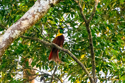 Red bird-of-paradise - perched, Waigeo Selatan, Indonesia Endemic to Raja Ampat. With this we completed all 3 species of bird-of-paradise on the island. It's also the last bird-of-paradise seen during our trip, bringing the total count to 11.
https://www.jungledragon.com/image/161539/red_bird-of-paradise_-_perched_waigeo_selatan_indonesia.html
https://www.jungledragon.com/image/161538/red_bird-of-paradise_-_side_view_waigeo_selatan_indonesia.html
https://www.jungledragon.com/image/161537/red_bird-of-paradise_waigeo_selatan_indonesia.html
https://www.jungledragon.com/image/161540/red_bird-of-paradise_-_lookout_waigeo_selatan_indonesia.html
https://www.youtube.com/watch?v=y2dOafviSRU Australia (continent),Geotagged,Indonesia,New Guinea,Papua,Papua 2023,Paradisaea rubra,Raja Ampat,Red bird-of-paradise,Spring,Waigeo,West Papua,Western New Guinea