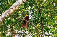 Red bird-of-paradise - perched, Waigeo Selatan, Indonesia Endemic to Raja Ampat. With this we completed all 3 species of bird-of-paradise on the island. It's also the last bird-of-paradise seen during our trip, bringing the total count to 11.<br />
https://www.jungledragon.com/image/161539/red_bird-of-paradise_-_perched_waigeo_selatan_indonesia.html<br />
https://www.jungledragon.com/image/161538/red_bird-of-paradise_-_side_view_waigeo_selatan_indonesia.html<br />
https://www.jungledragon.com/image/161537/red_bird-of-paradise_waigeo_selatan_indonesia.html<br />
https://www.jungledragon.com/image/161540/red_bird-of-paradise_-_lookout_waigeo_selatan_indonesia.html<br />
https://www.youtube.com/watch?v=y2dOafviSRU Australia (continent),Geotagged,Indonesia,New Guinea,Papua,Papua 2023,Paradisaea rubra,Raja Ampat,Red bird-of-paradise,Spring,Waigeo,West Papua,Western New Guinea