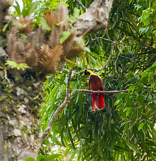 Red bird-of-paradise - lookout, Waigeo Selatan, Indonesia Endemic to Raja Ampat. With this we completed all 3 species of bird-of-paradise on the island. It's also the last bird-of-paradise seen during our trip, bringing the total count to 11.
https://www.jungledragon.com/image/161539/red_bird-of-paradise_-_perched_waigeo_selatan_indonesia.html
https://www.jungledragon.com/image/161538/red_bird-of-paradise_-_side_view_waigeo_selatan_indonesia.html
https://www.jungledragon.com/image/161537/red_bird-of-paradise_waigeo_selatan_indonesia.html
https://www.jungledragon.com/image/161540/red_bird-of-paradise_-_lookout_waigeo_selatan_indonesia.html
https://www.youtube.com/watch?v=y2dOafviSRU Australia (continent),Geotagged,Indonesia,New Guinea,Papua,Papua 2023,Paradisaea rubra,Raja Ampat,Red bird-of-paradise,Spring,Waigeo,West Papua,Western New Guinea
