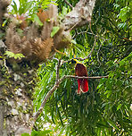 Red bird-of-paradise - lookout, Waigeo Selatan, Indonesia Endemic to Raja Ampat. With this we completed all 3 species of bird-of-paradise on the island. It's also the last bird-of-paradise seen during our trip, bringing the total count to 11.<br />
https://www.jungledragon.com/image/161539/red_bird-of-paradise_-_perched_waigeo_selatan_indonesia.html<br />
https://www.jungledragon.com/image/161538/red_bird-of-paradise_-_side_view_waigeo_selatan_indonesia.html<br />
https://www.jungledragon.com/image/161537/red_bird-of-paradise_waigeo_selatan_indonesia.html<br />
https://www.jungledragon.com/image/161540/red_bird-of-paradise_-_lookout_waigeo_selatan_indonesia.html<br />
https://www.youtube.com/watch?v=y2dOafviSRU Australia (continent),Geotagged,Indonesia,New Guinea,Papua,Papua 2023,Paradisaea rubra,Raja Ampat,Red bird-of-paradise,Spring,Waigeo,West Papua,Western New Guinea