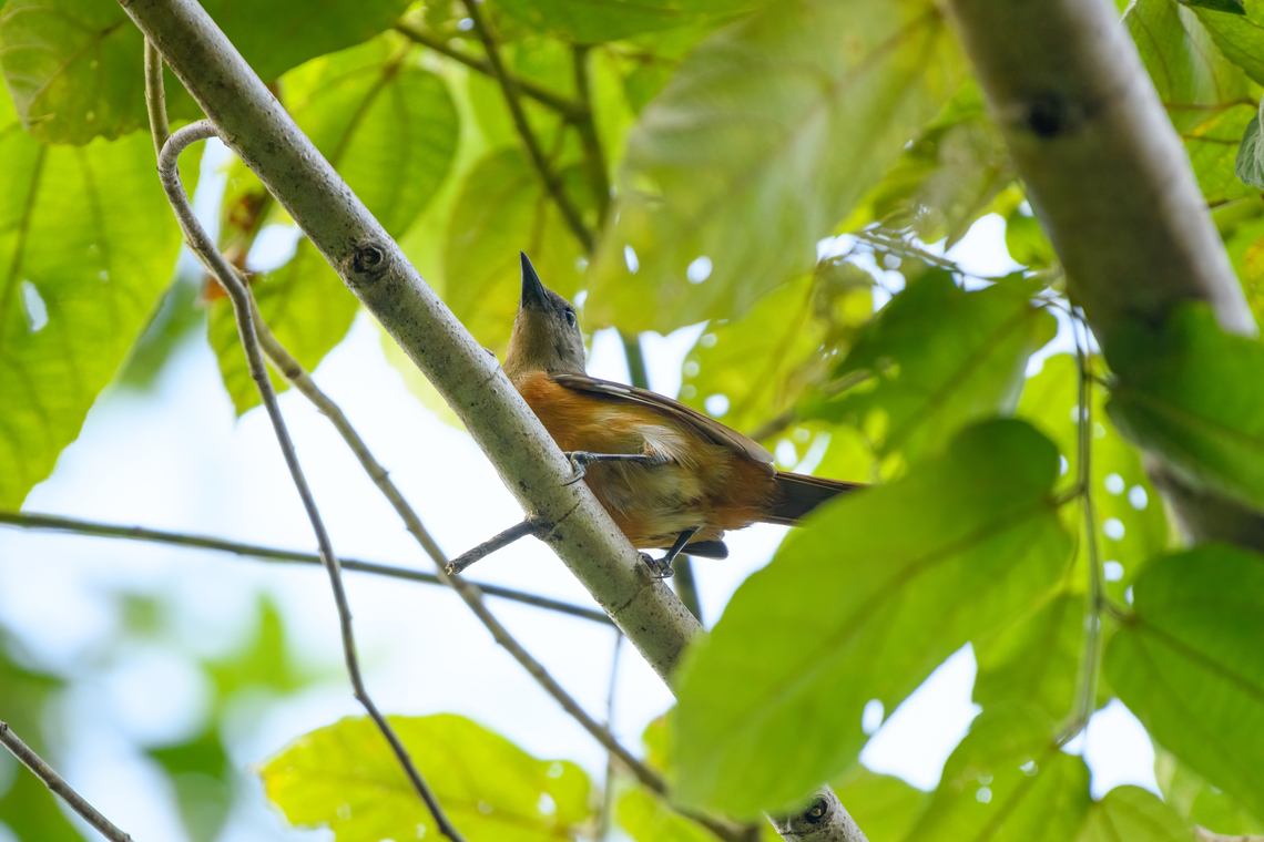 Raja Ampat Pitohui, Waigeo Selatan, Indonesia As the name implies, endemic to the Raja Ampat islands. This is one of very few poisonous birds. Their skin and feathers are covered in a batrachotoxin, similar to poison dart frogs. They do not produce this toxin themselves, it likely comes from their diet of particular beetles. It makes them ineligible for consumption by predators, including humans. Australia (continent),Geotagged,Indonesia,New Guinea,Papua,Papua 2023,Pitohui cerviniventris,Raja Ampat,Raja Ampat pitohui,Spring,Waigeo,West Papua,Western New Guinea