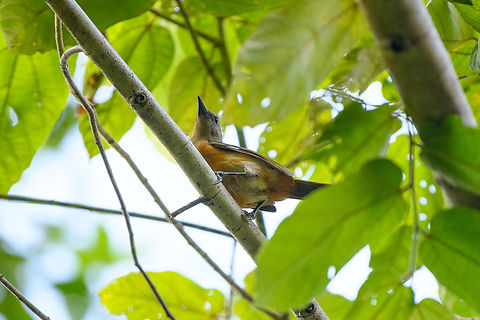 Raja Ampat Pitohui, Waigeo Selatan, Indonesia As the name implies, endemic to the Raja Ampat islands. This is one of very few poisonous birds. Their skin and feathers are covered in a batrachotoxin, similar to poison dart frogs. They do not produce this toxin themselves, it likely comes from their diet of particular beetles. It makes them ineligible for consumption by predators, including humans. Australia (continent),Geotagged,Indonesia,New Guinea,Papua,Papua 2023,Pitohui cerviniventris,Raja Ampat,Raja Ampat pitohui,Spring,Waigeo,West Papua,Western New Guinea