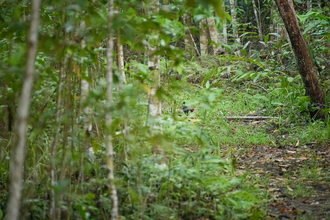 Dusky megapode, Waigeo Selatan, Indonesia Awful distant photo, but still sharing it. It is relatively common in its small(ish) range but rarely seen. Australia (continent),Dusky megapode,Geotagged,Indonesia,Megapodius freycinet,New Guinea,Papua,Papua 2023,Raja Ampat,Spring,Waigeo,West Papua,Western New Guinea