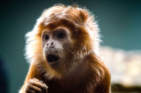 Javan lutung (Trachypithecus auratus) at Antwerpen Zoo  Antwerpen,Belgium,Europe,Javan lutung,Trachypithecus auratus