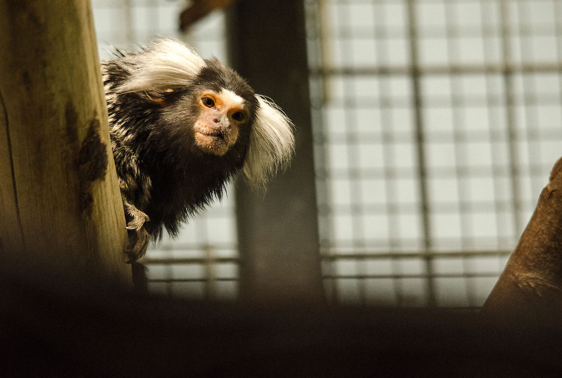 Common marmoset, Antwerpen Zoo  Antwerpen,Belgium,Callithrix jacchus,Common marmoset,Europe