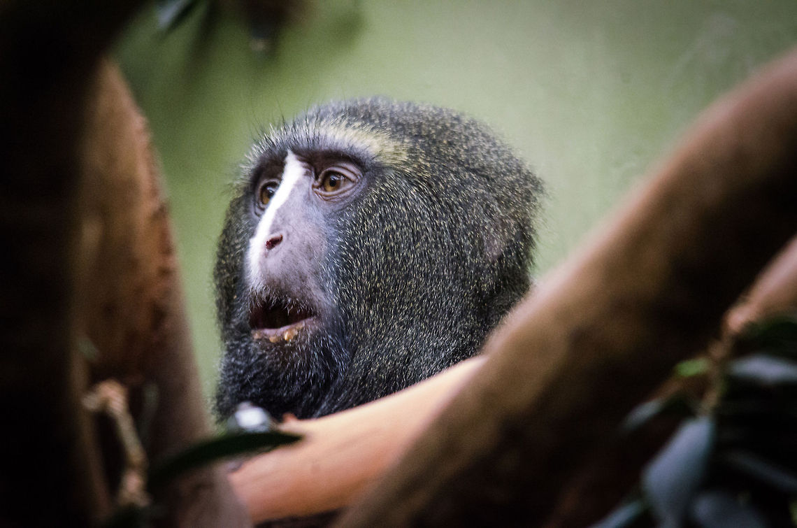Owl-faced monkey, Antwerpen Zoo A very rare monkey of which little is known. For long I have had a wish to visit Central Africa to explore wildlife such as this, but the safety situation does not allow for it. Antwerpen,Belgium,Cercopithecus hamlyni,Europe,Hamlyns monkey