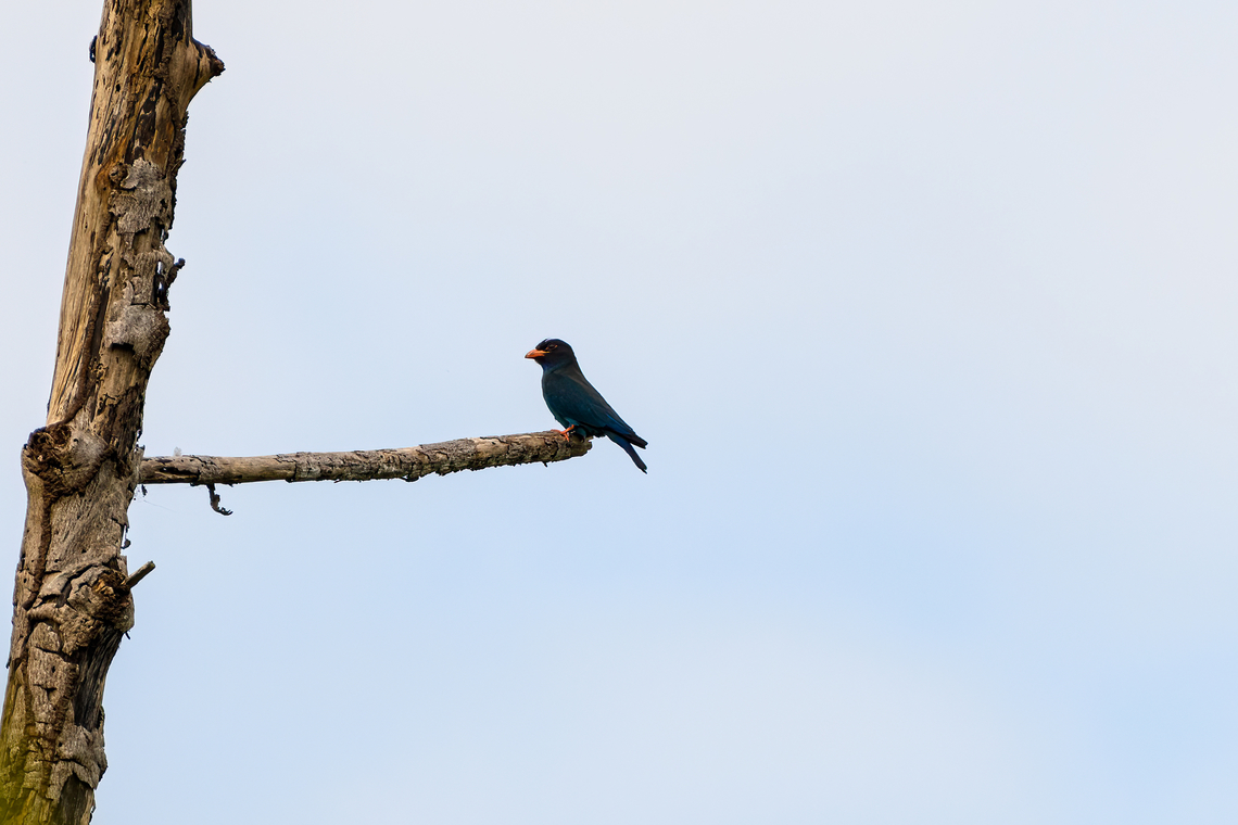 Dollarbird, Waigeo Selatan, Indonesia  Australia (continent),Dollarbird,Eurystomus orientalis,Geotagged,Indonesia,New Guinea,Papua,Papua 2023,Raja Ampat,Spring,Waigeo,West Papua,Western New Guinea
