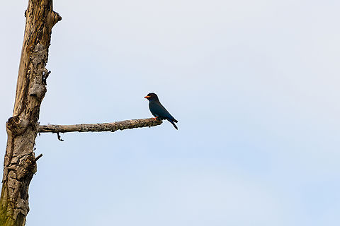 Dollarbird, Waigeo Selatan, Indonesia  Australia (continent),Dollarbird,Eurystomus orientalis,Geotagged,Indonesia,New Guinea,Papua,Papua 2023,Raja Ampat,Spring,Waigeo,West Papua,Western New Guinea