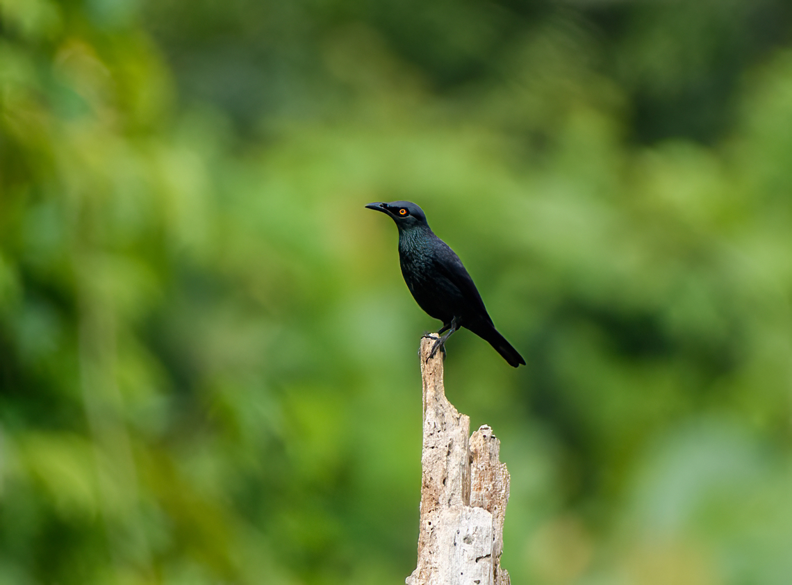 Singing Starling, Waigeo Selatan, Indonesia  Aplonis cantoroides,Australia (continent),Geotagged,Indonesia,New Guinea,Papua,Papua 2023,Raja Ampat,Singing starling,Spring,Waigeo,West Papua,Western New Guinea