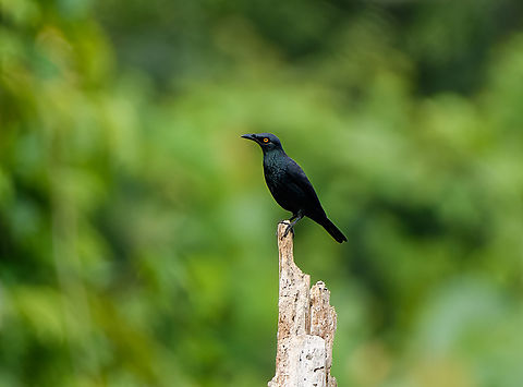Singing Starling, Waigeo Selatan, Indonesia  Aplonis cantoroides,Australia (continent),Geotagged,Indonesia,New Guinea,Papua,Papua 2023,Raja Ampat,Singing starling,Spring,Waigeo,West Papua,Western New Guinea