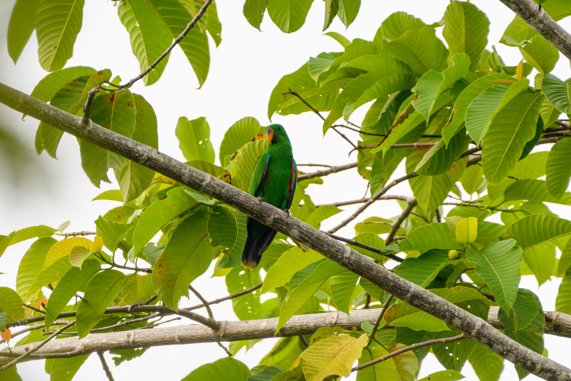 Papuan Eclectus, Waigeo Selatan, Indonesia  Australia (continent),Eclectus polychloros,Geotagged,Indonesia,New Guinea,Papua,Papua 2023,Papuan eclectus,Raja Ampat,Spring,Waigeo,West Papua,Western New Guinea