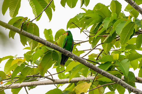 Papuan Eclectus, Waigeo Selatan, Indonesia  Australia (continent),Eclectus polychloros,Geotagged,Indonesia,New Guinea,Papua,Papua 2023,Papuan eclectus,Raja Ampat,Spring,Waigeo,West Papua,Western New Guinea