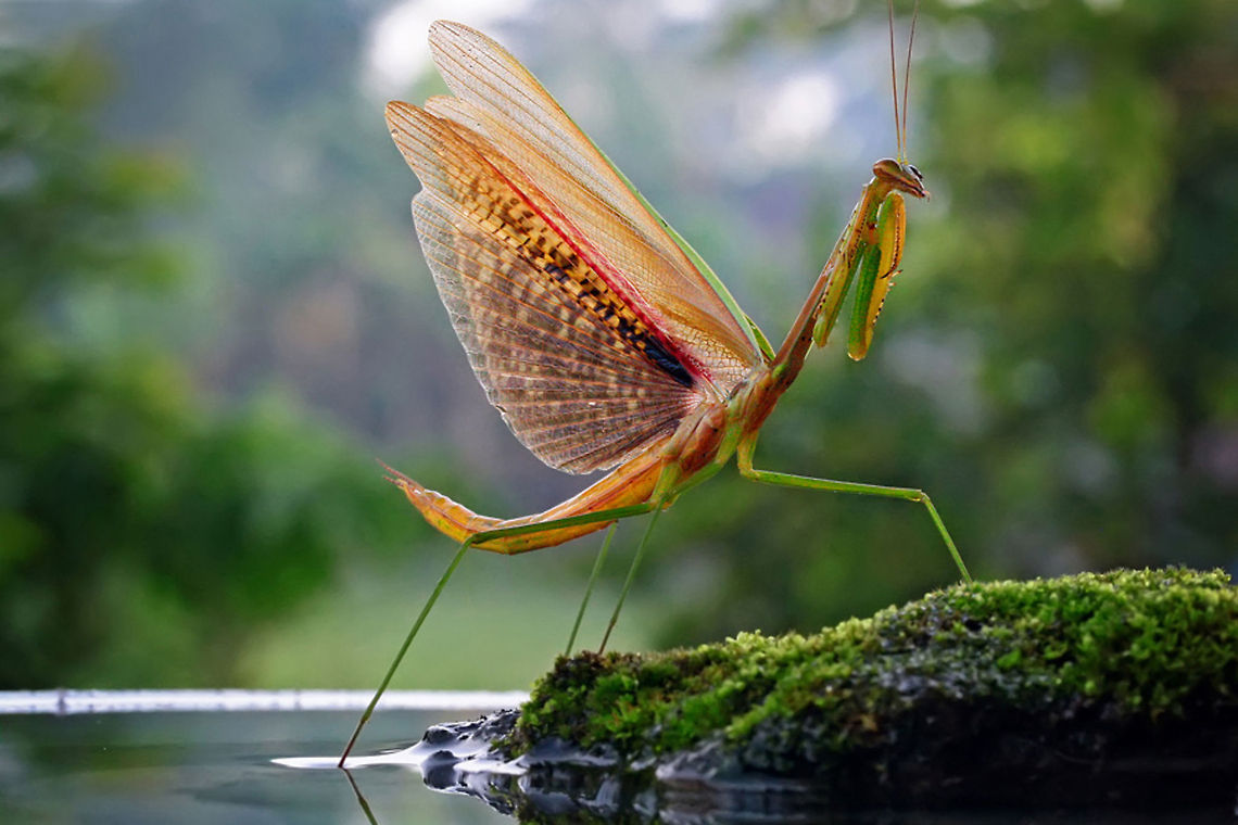 Micro pride Uploaded with permission of @teguh santosa Insects,Macro