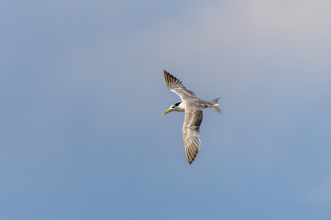 Greater crested tern - in flight, Waigeo Selatan, Indonesia  Australia (continent),Geotagged,Greater crested tern,Indonesia,New Guinea,Papua,Papua 2023,Raja Ampat,Spring,Thalasseus bergii,Waigeo,West Papua,Western New Guinea
