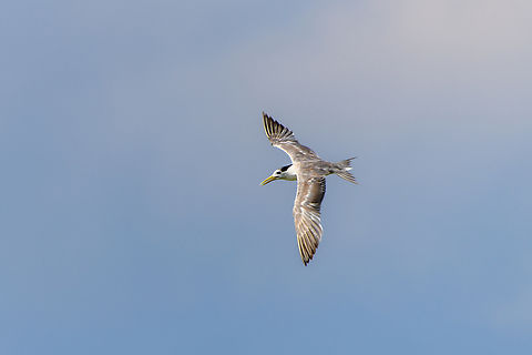 Greater crested tern - in flight, Waigeo Selatan, Indonesia  Australia (continent),Geotagged,Greater crested tern,Indonesia,New Guinea,Papua,Papua 2023,Raja Ampat,Spring,Thalasseus bergii,Waigeo,West Papua,Western New Guinea