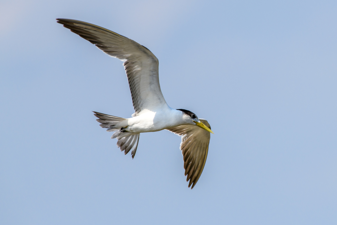 Greater crested tern - closeup, Waigeo Selatan, Indonesia  Australia (continent),Geotagged,Greater crested tern,Indonesia,New Guinea,Papua,Papua 2023,Raja Ampat,Spring,Thalasseus bergii,Waigeo,West Papua,Western New Guinea