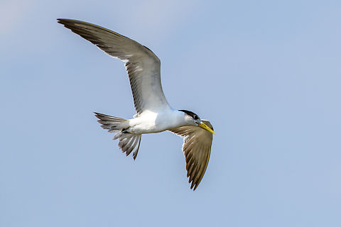 Greater crested tern - closeup, Waigeo Selatan, Indonesia  Australia (continent),Geotagged,Greater crested tern,Indonesia,New Guinea,Papua,Papua 2023,Raja Ampat,Spring,Thalasseus bergii,Waigeo,West Papua,Western New Guinea