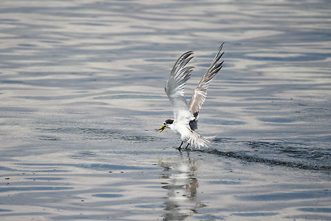Greater crested tern - caught fish, Waigeo Selatan, Indonesia These terns were on the hunt all day long along the shallow waters of the beach which expose schools of small fish. They typically do a heads-on vertical dive but sometimes the horizontal slide as seen here works as well. Australia (continent),Geotagged,Greater crested tern,Indonesia,New Guinea,Papua,Papua 2023,Raja Ampat,Spring,Thalasseus bergii,Waigeo,West Papua,Western New Guinea