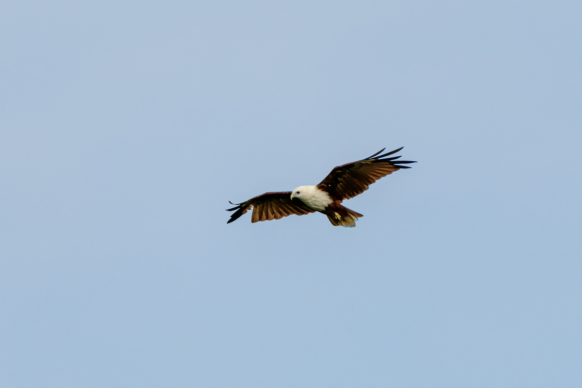 Brahminy Kite - observing, Waigeo Selatan, Indonesia  Australia (continent),Brahminy kite,Geotagged,Haliastur indus,Indonesia,New Guinea,Papua,Papua 2023,Raja Ampat,Spring,Waigeo,West Papua,Western New Guinea