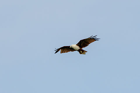 Brahminy Kite - observing, Waigeo Selatan, Indonesia  Australia (continent),Brahminy kite,Geotagged,Haliastur indus,Indonesia,New Guinea,Papua,Papua 2023,Raja Ampat,Spring,Waigeo,West Papua,Western New Guinea