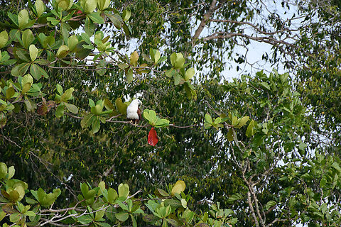 Brahminy Kite, Waigeo Selatan, Indonesia  Australia (continent),Brahminy kite,Geotagged,Haliastur indus,Indonesia,New Guinea,Papua,Papua 2023,Raja Ampat,Spring,Waigeo,West Papua,Western New Guinea