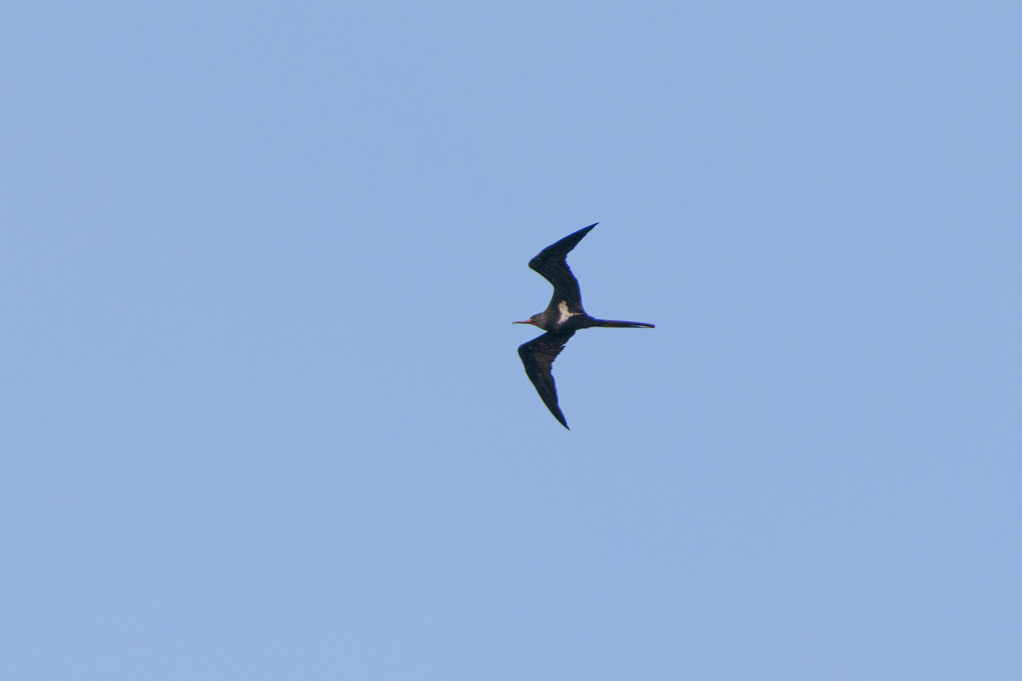 Lesser frigatebird, Waigeo Selatan, Indonesia This completes the set covering our Papua 2023 journey. Full set is grouped under this tag:<br />
<br />
<a href="https://www.jungledragon.com/tag/94810/papua_2023.html" title="Papua 2023" class="tag"><em>698</em>Papua 2023</a><br />
<br />
Original travel report, for the interested:<br />
<a href="https://ferdychristant.com/papua-2023-travel-report-513ad3e784ef" rel="nofollow">https://ferdychristant.com/papua-2023-travel-report-513ad3e784ef</a> Australia (continent),Fregata ariel,Geotagged,Indonesia,Lesser frigatebird,New Guinea,Papua,Papua 2023,Raja Ampat,Spring,Waigeo,West Papua,Western New Guinea