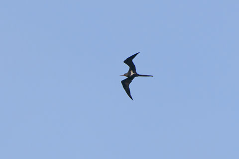 Lesser frigatebird, Waigeo Selatan, Indonesia This completes the set covering our Papua 2023 journey. Full set is grouped under this tag:

https://www.jungledragon.com/tag/94810/papua_2023.html

Original travel report, for the interested:
https://ferdychristant.com/papua-2023-travel-report-513ad3e784ef Australia (continent),Fregata ariel,Geotagged,Indonesia,Lesser frigatebird,New Guinea,Papua,Papua 2023,Raja Ampat,Spring,Waigeo,West Papua,Western New Guinea