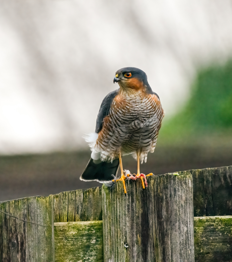 Eurasian Sparrowhawk, Netherlands On a fence in our garden. Last winter I&#039;ve seen it attend our garden multiples times but I was never ready. This male is targeting small song birds. Remains of a Blue Tit are near its feet. Accipiter nisus,Eurasian Sparrowhawk,Fall,Geotagged,Heesch,Netherlands