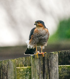 Eurasian Sparrowhawk, Netherlands On a fence in our garden. Last winter I've seen it attend our garden multiples times but I was never ready. This male is targeting small song birds. Remains of a Blue Tit are near its feet. Accipiter nisus,Eurasian Sparrowhawk,Fall,Geotagged,Heesch,Netherlands
