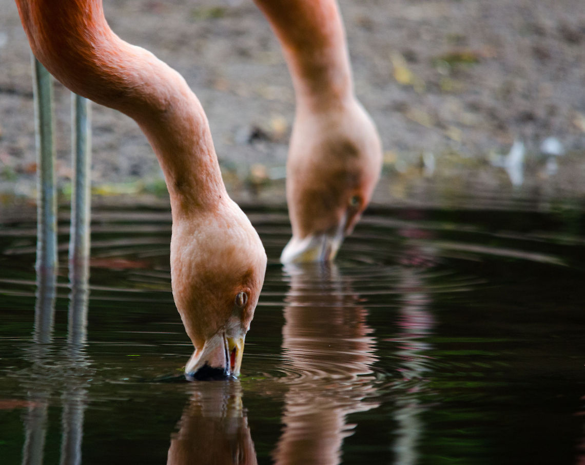 Chilean Flamingo drinking, Epe Zoo  Chilean Flamingo,Epe,Europe,Netherlands,Phoenicopterus chilensis,Wissel