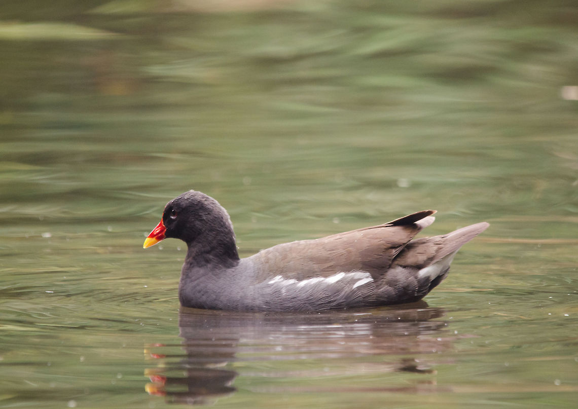 Red-fronted Coot, Epe Zoo  Common Moorhen,Epe,Europe,Gallinula chloropus,Geotagged,Netherlands,The Netherlands,Wissel